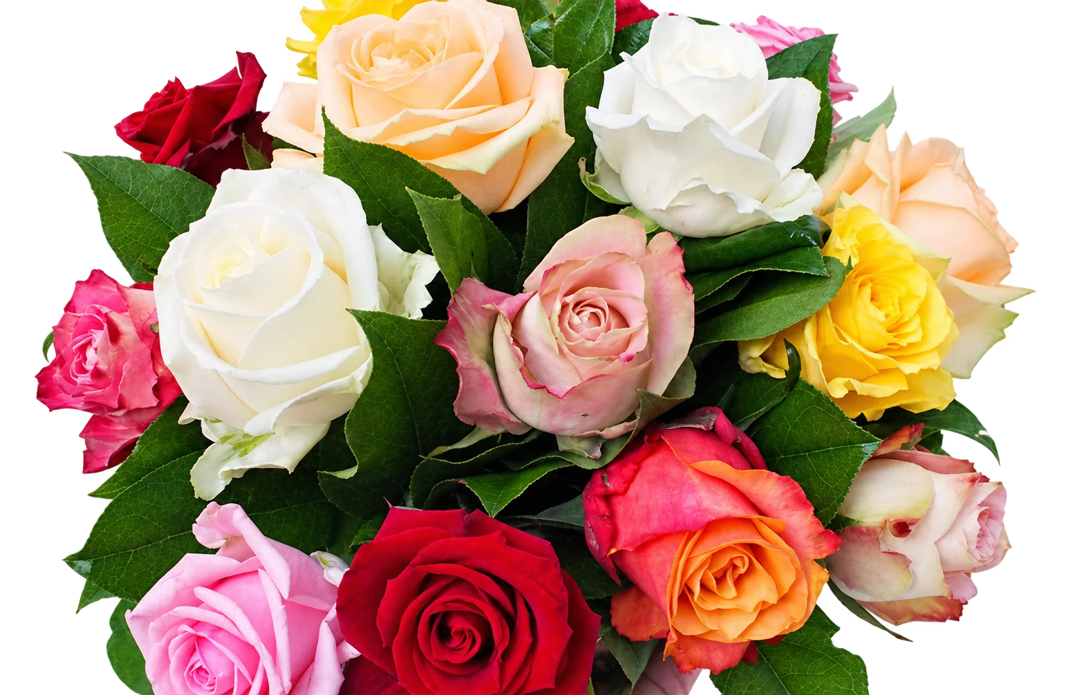 Bouquet de roses blanches, roses, rouges, jaunes et orangées entourées de feuillage vert, photographié devant un fond clair.