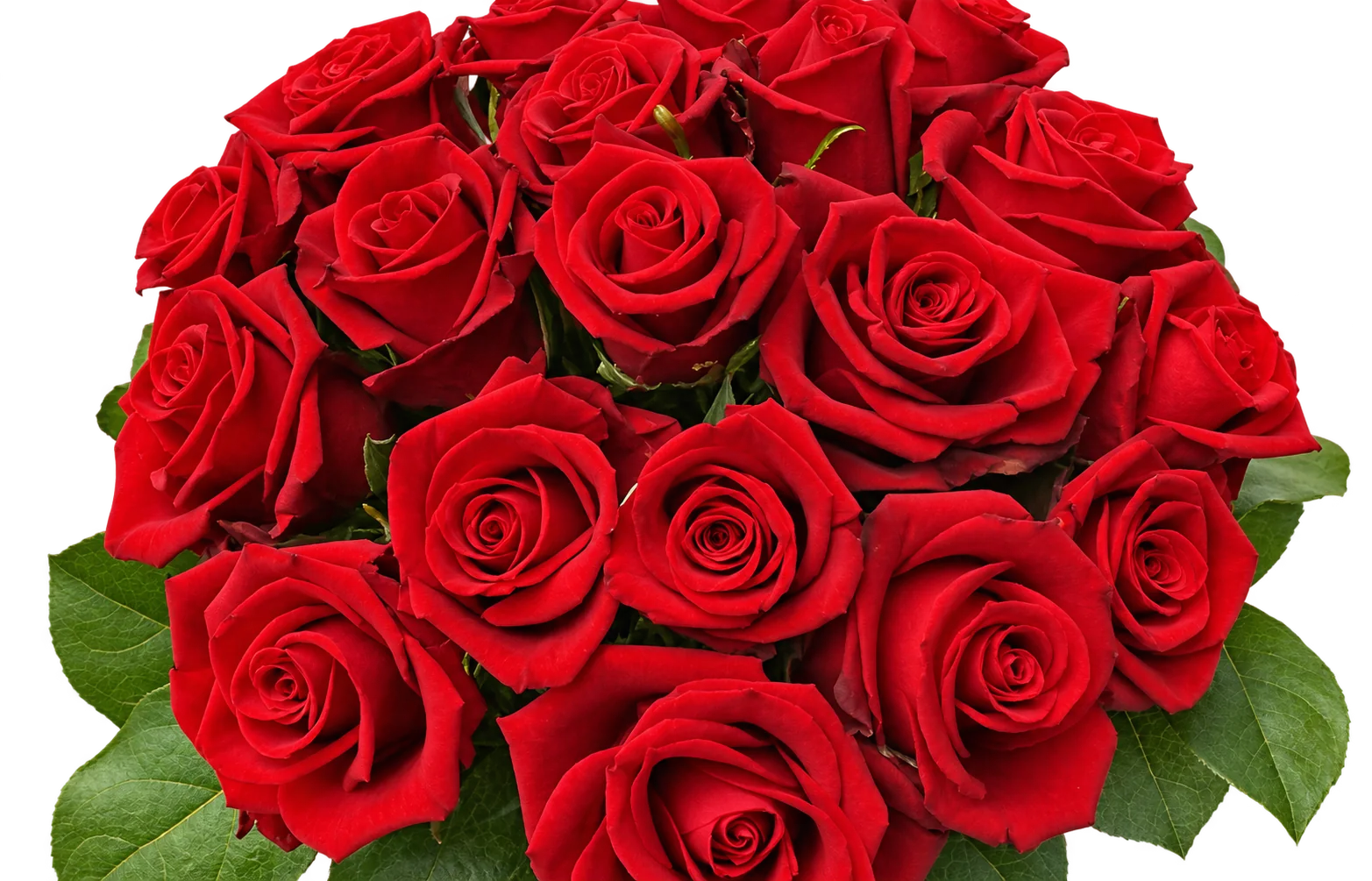 Un bouquet dense de roses rouges aux feuilles vertes photographié devant un fond blanc uni.