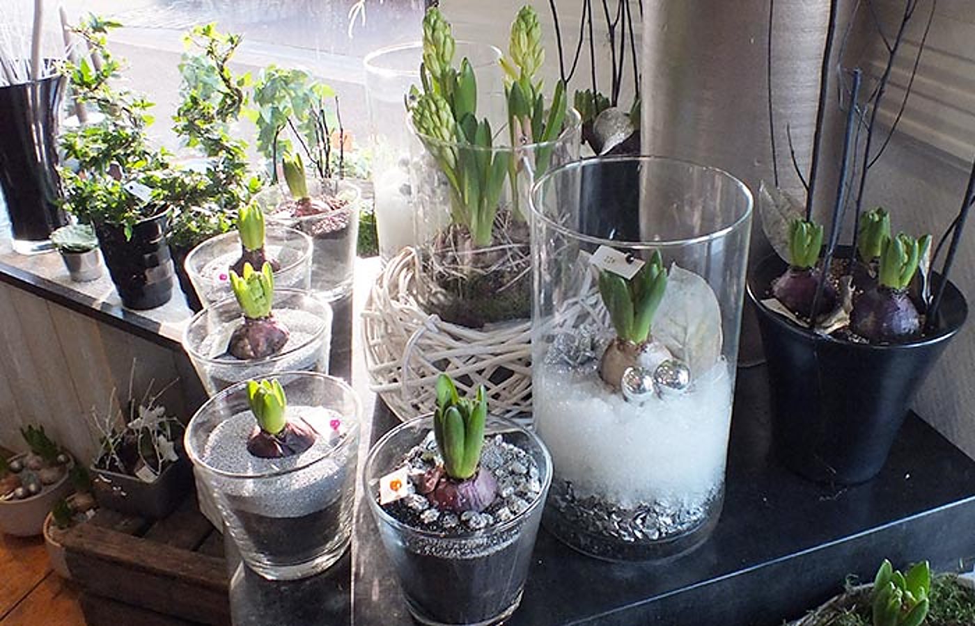 Des bulbes de jacinthes plantés dans des vases et pots en verre décorés de billes et de graviers argentés, posés sur un comptoir sombre près d'une fenêtre.